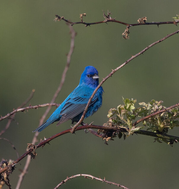 Indigo Bunting