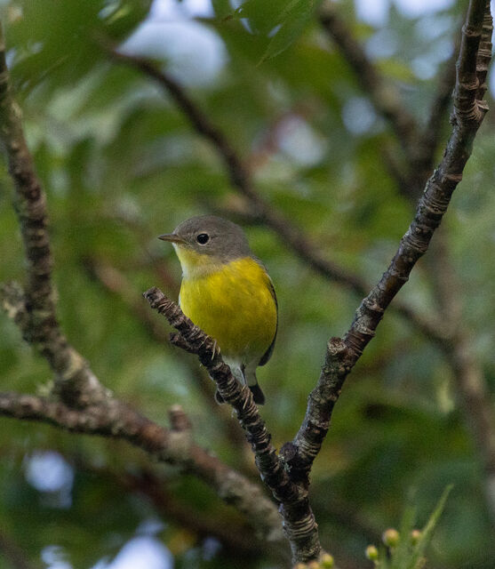 Magnolia Warbler