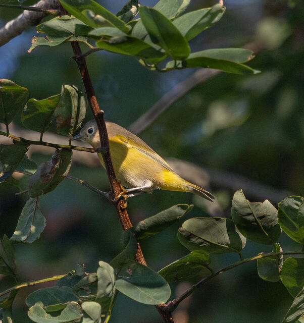 Nashville Warbler