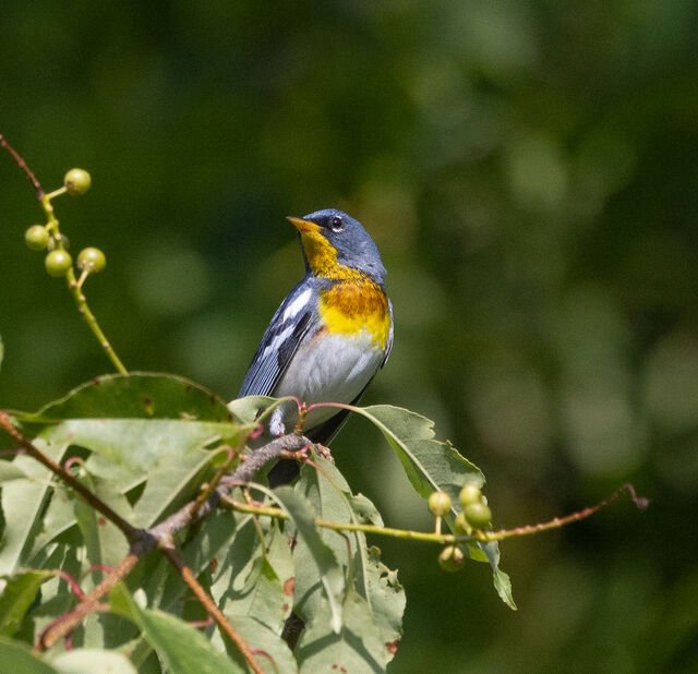 Northern Parula