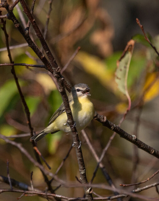 Philadelphia Vireo
