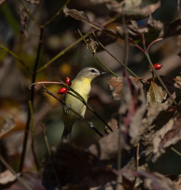 Philadelphia Vireo