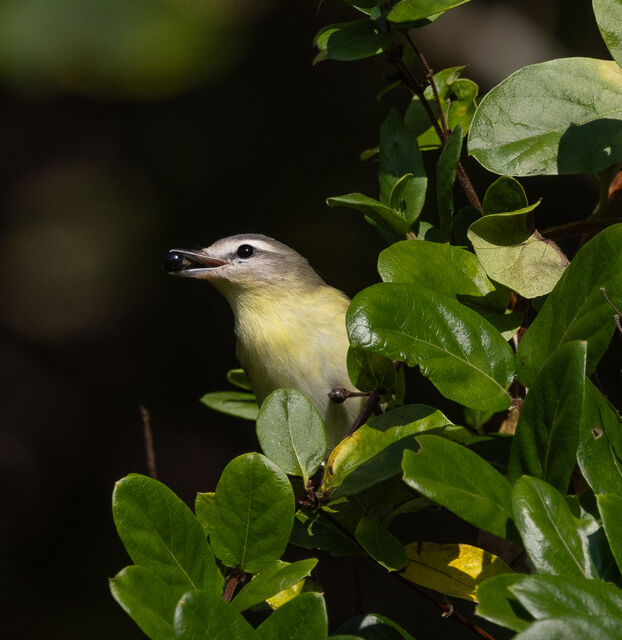 Philadelphia Vireo