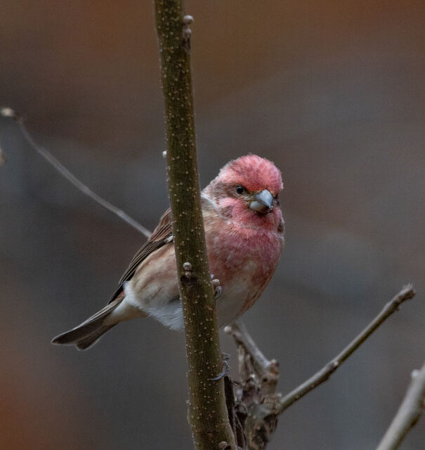 Purple Finch