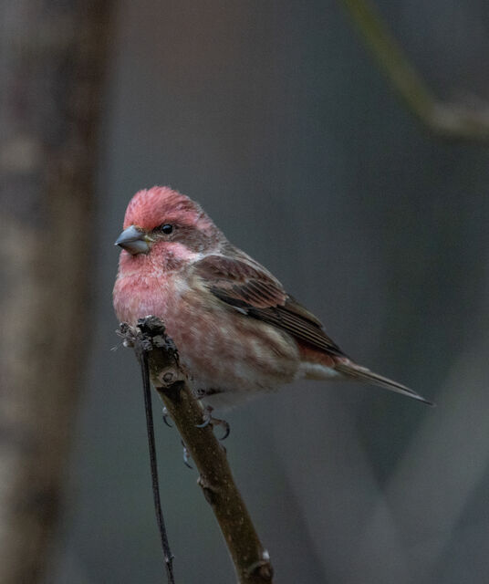 Purple Finch