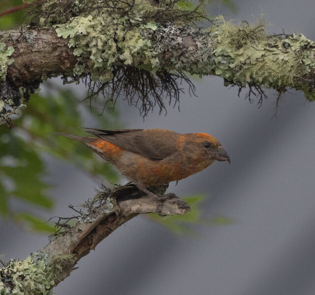 Red Crossbill