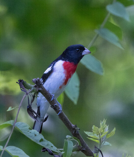 Rose-breasted Grosbeak