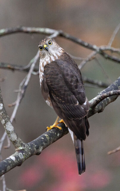 Sharp-shinned Hawk