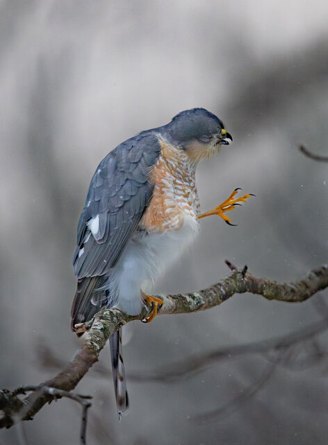 Sharp-shinned Hawk
