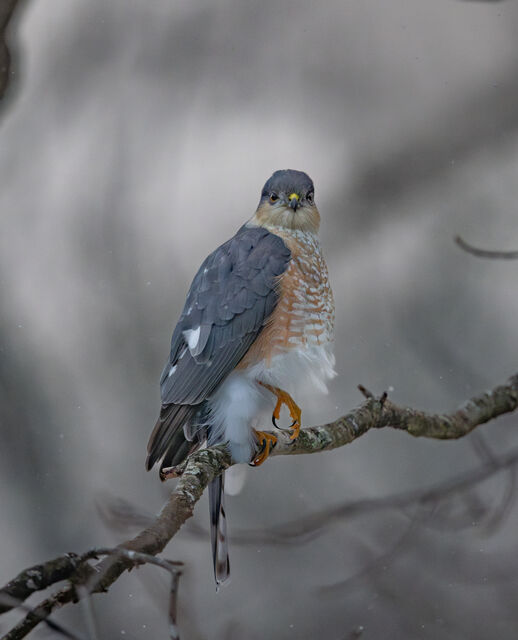 Sharp-shinned Hawk