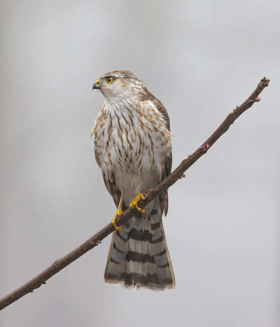Sharp-shinned Hawk