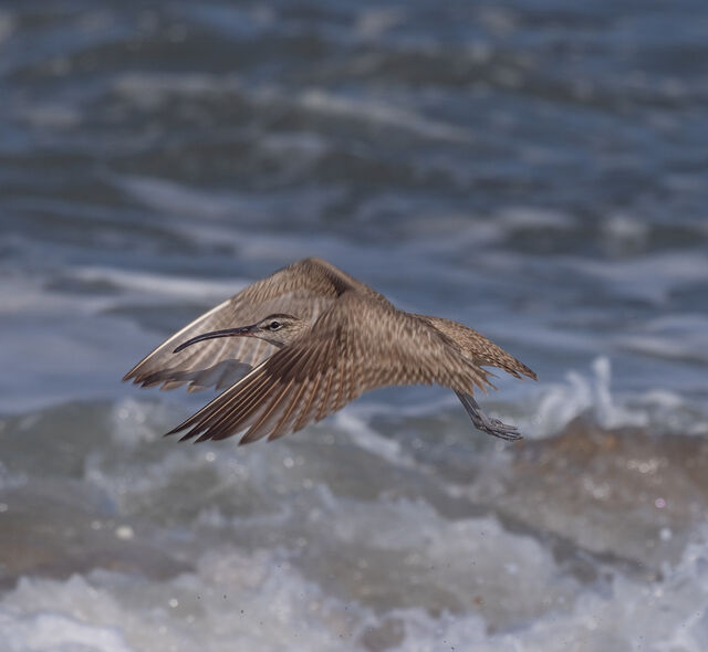Whimbrel