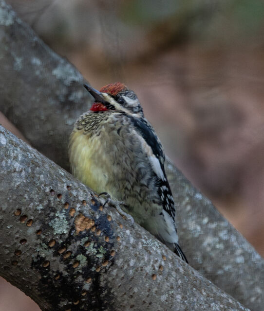 Yellow-bellied Sapsucker