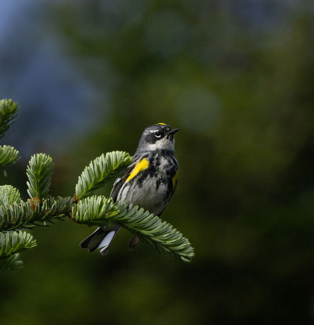 Yellow-rumped Warbler