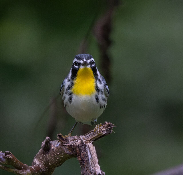 Yellow-throated Warbler