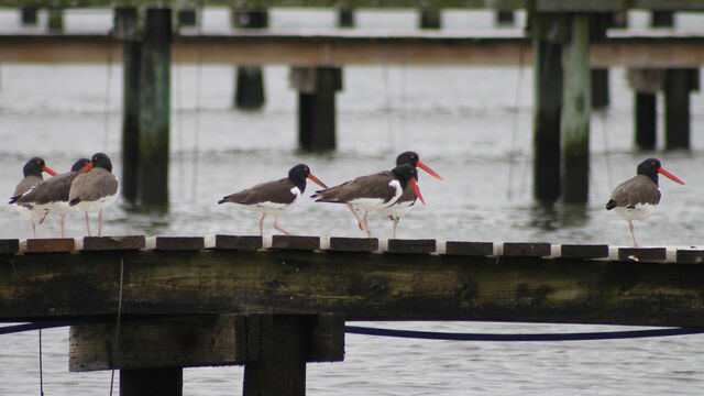 American Oystercatcher