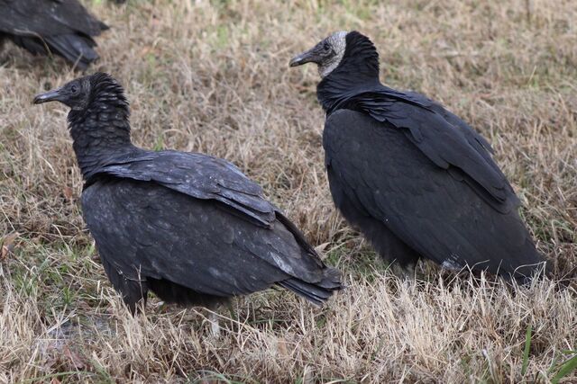 Black Vulture