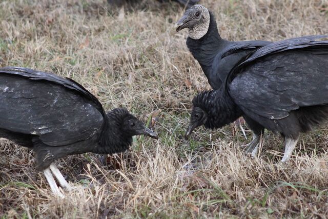 Black Vulture