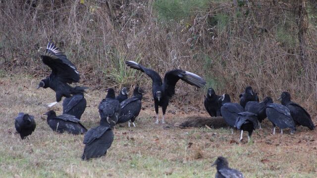 Black Vulture