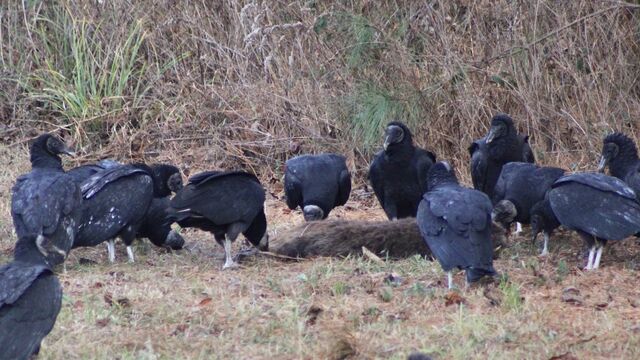 Black Vulture