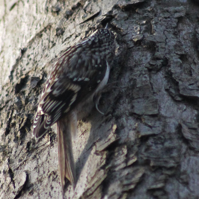 Brown Creeper
