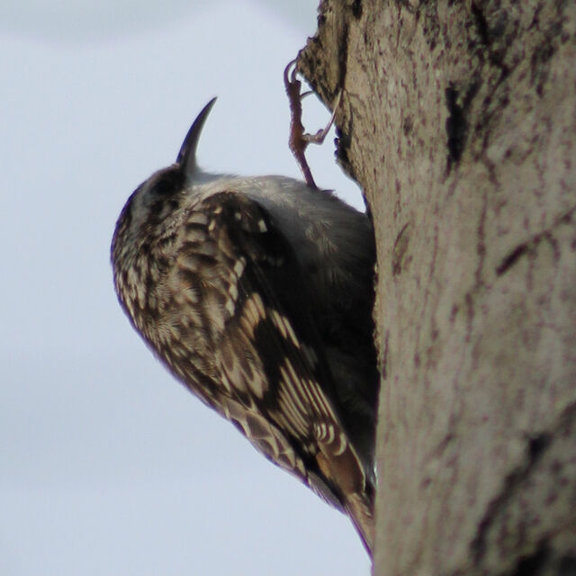 Brown Creeper
