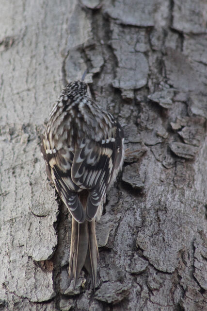 Brown Creeper