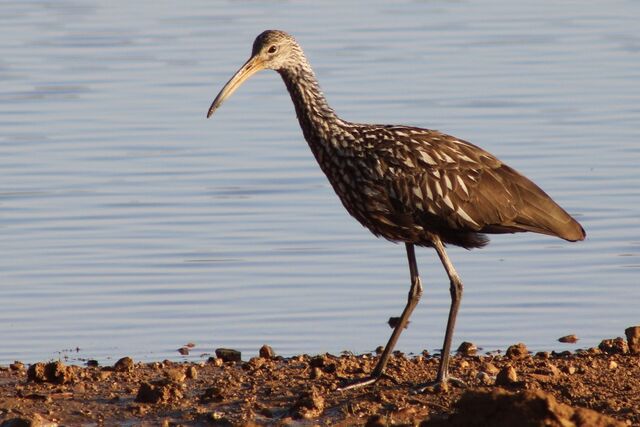 Limpkin
