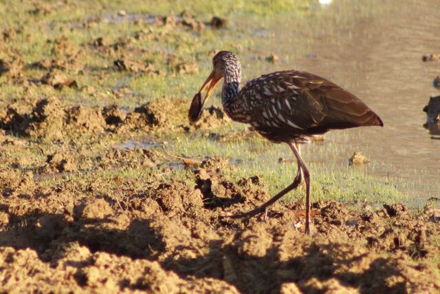 Limpkin