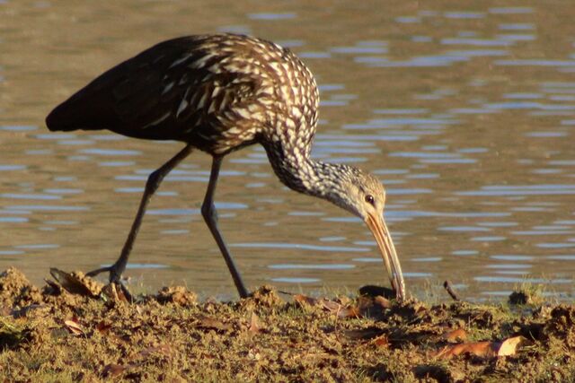 Limpkin