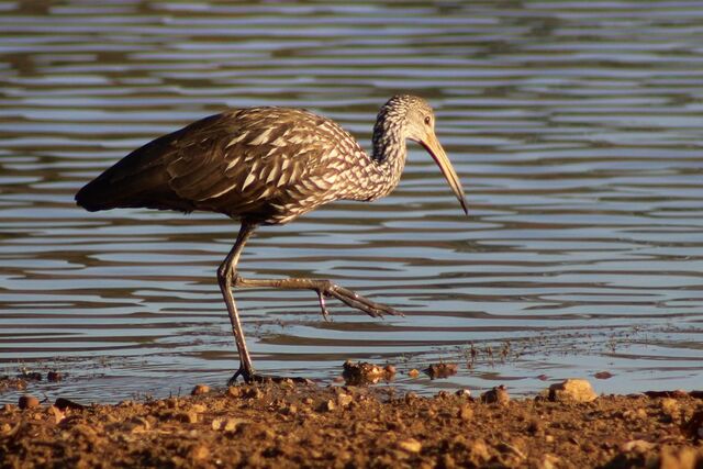 Limpkin