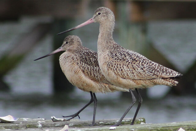 Marbled Godwit
