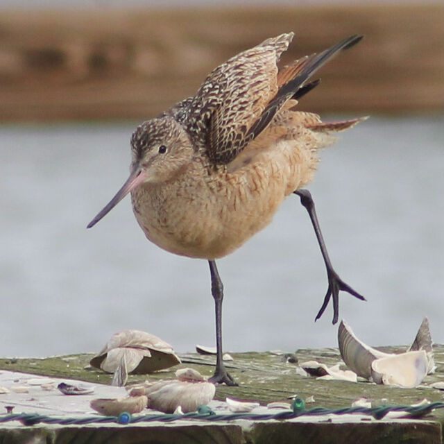 Marbled Godwit