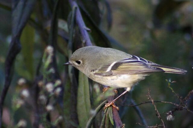 Ruby-crowned Kinglet
