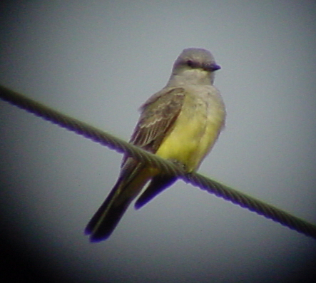 Western Kingbird