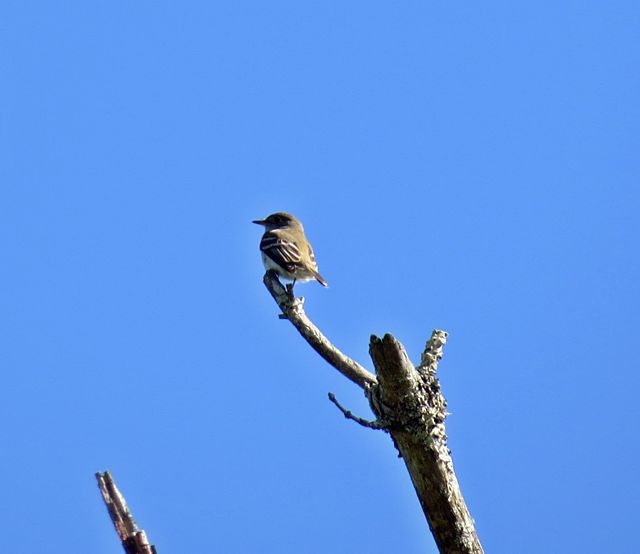 Alder Flycatcher