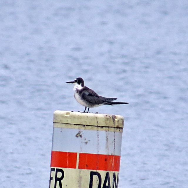 Black Tern
