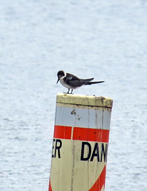Black Tern