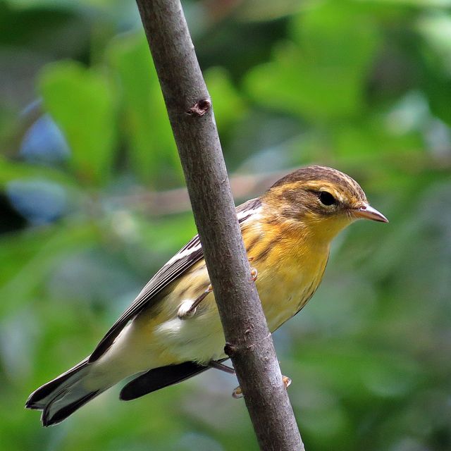 Blackburnian Warbler