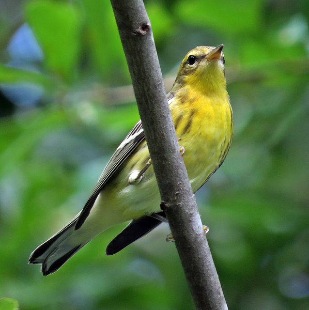 Blackburnian Warbler