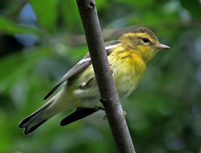 Blackburnian Warbler