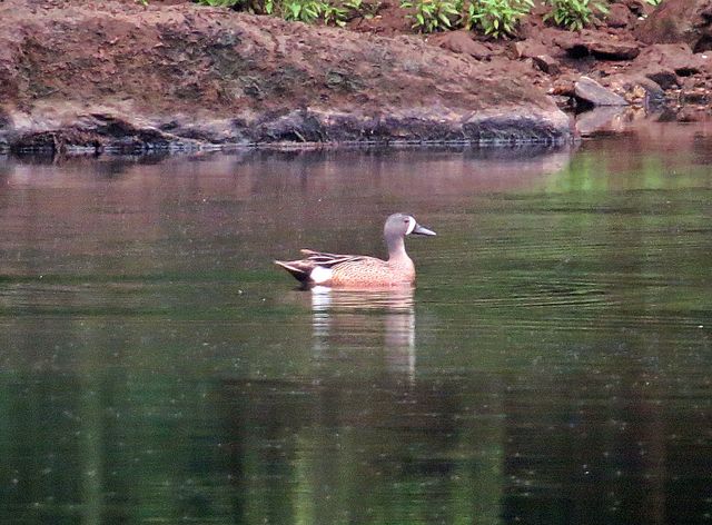 Blue-winged Teal