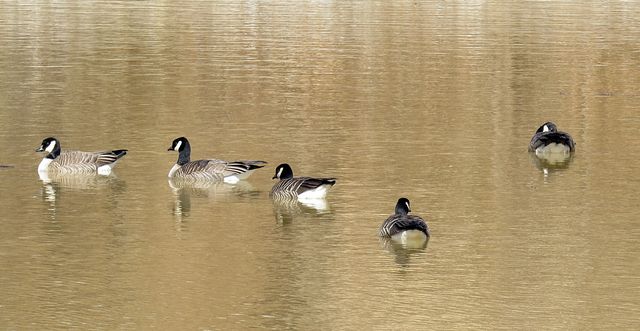 Cackling Goose