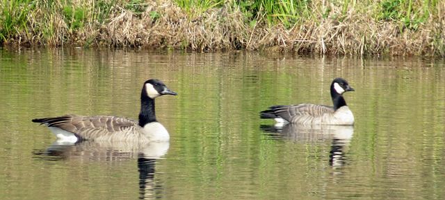 Cackling Goose
