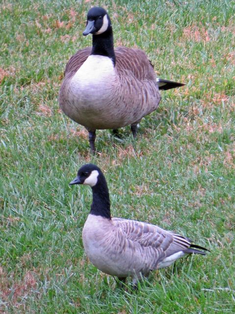 Cackling Goose
