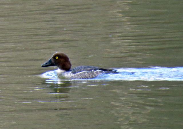 Common Goldeneyes and Common Mergansers