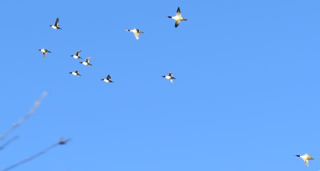Common Goldeneyes and Common Mergansers