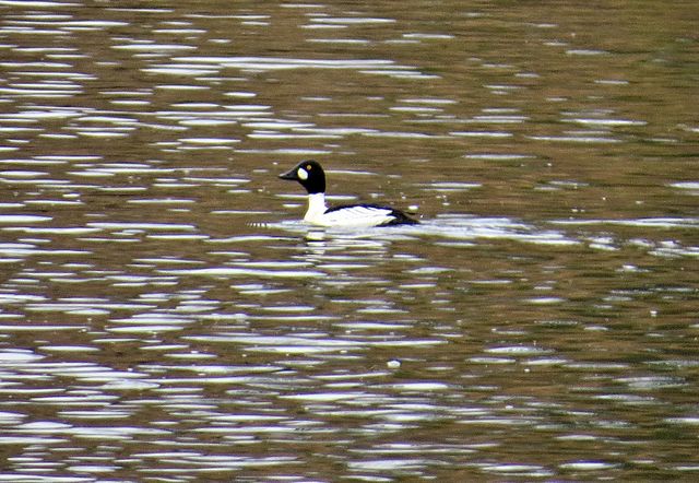 Common Goldeneye