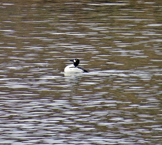 Common Goldeneye