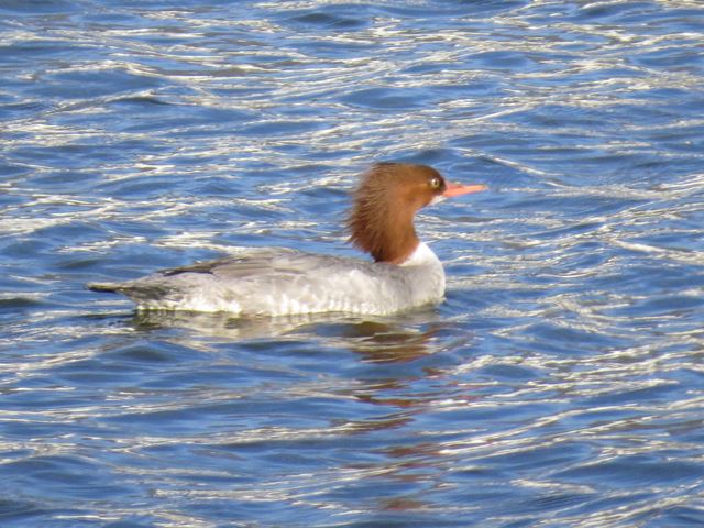 Common Merganser